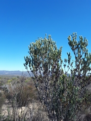 Leucadendron procerum