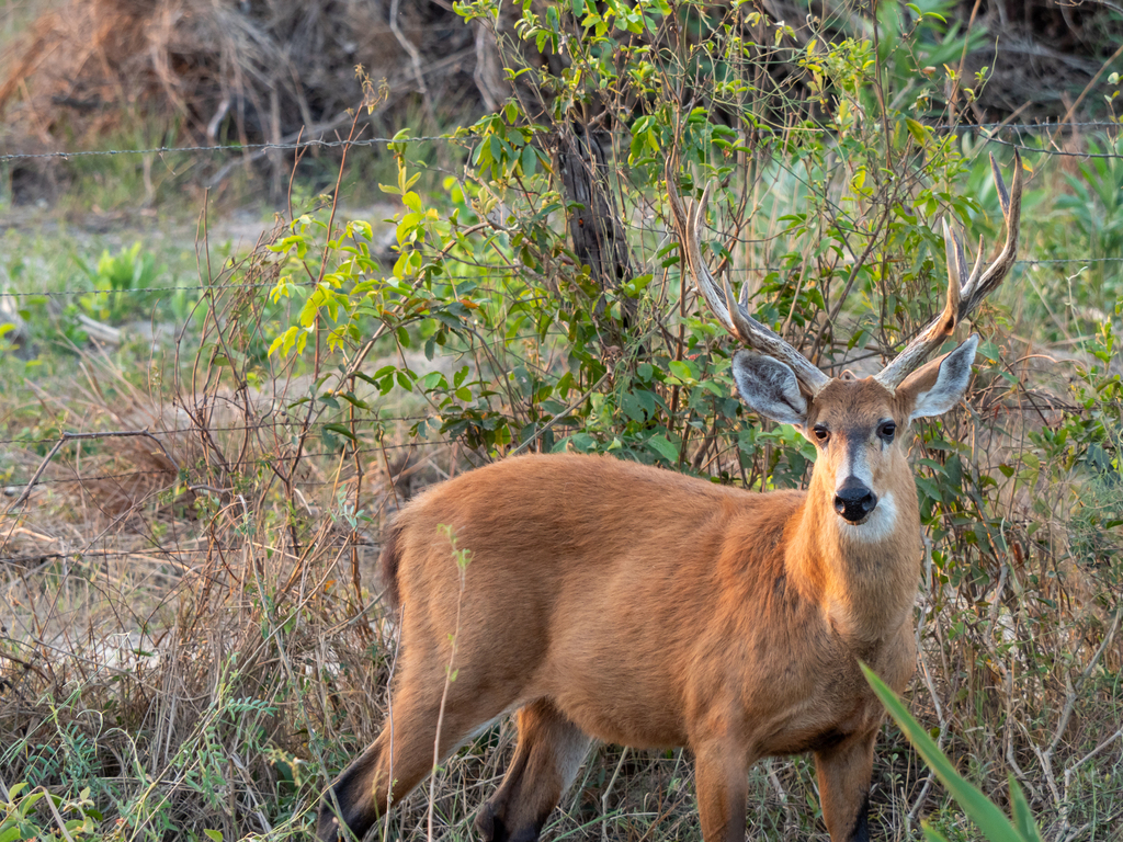 True New World Deer and Caribou