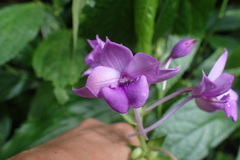 Calanthe masuca
