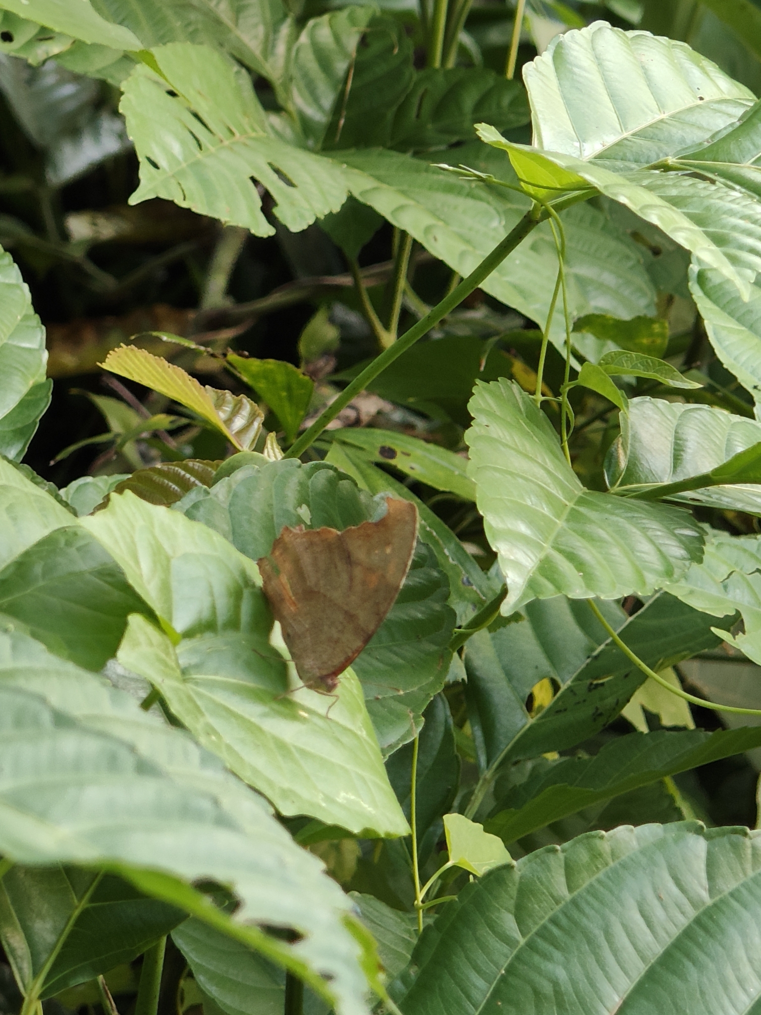 Common Evening Brown