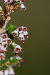 Erica paniculata