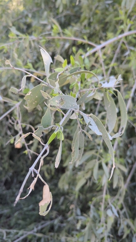 Image of Salvadora persica by no rights reserved