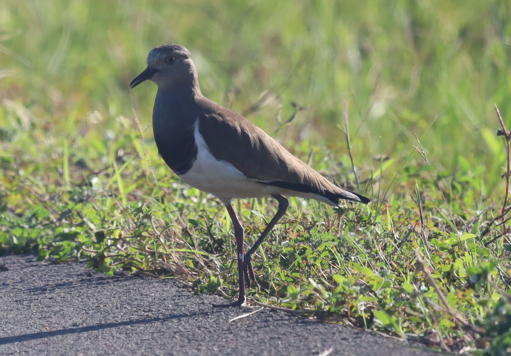 Black-winged Lapwing (Vanellus melanopterus), photo 3