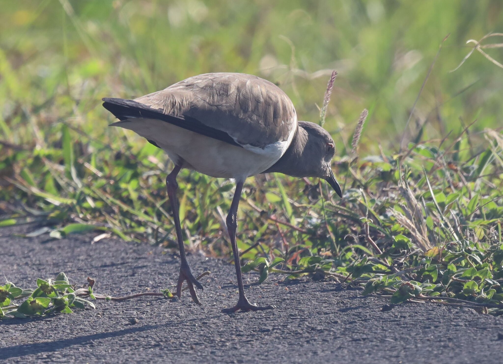 Black-winged Lapwing (Vanellus melanopterus), photo 4