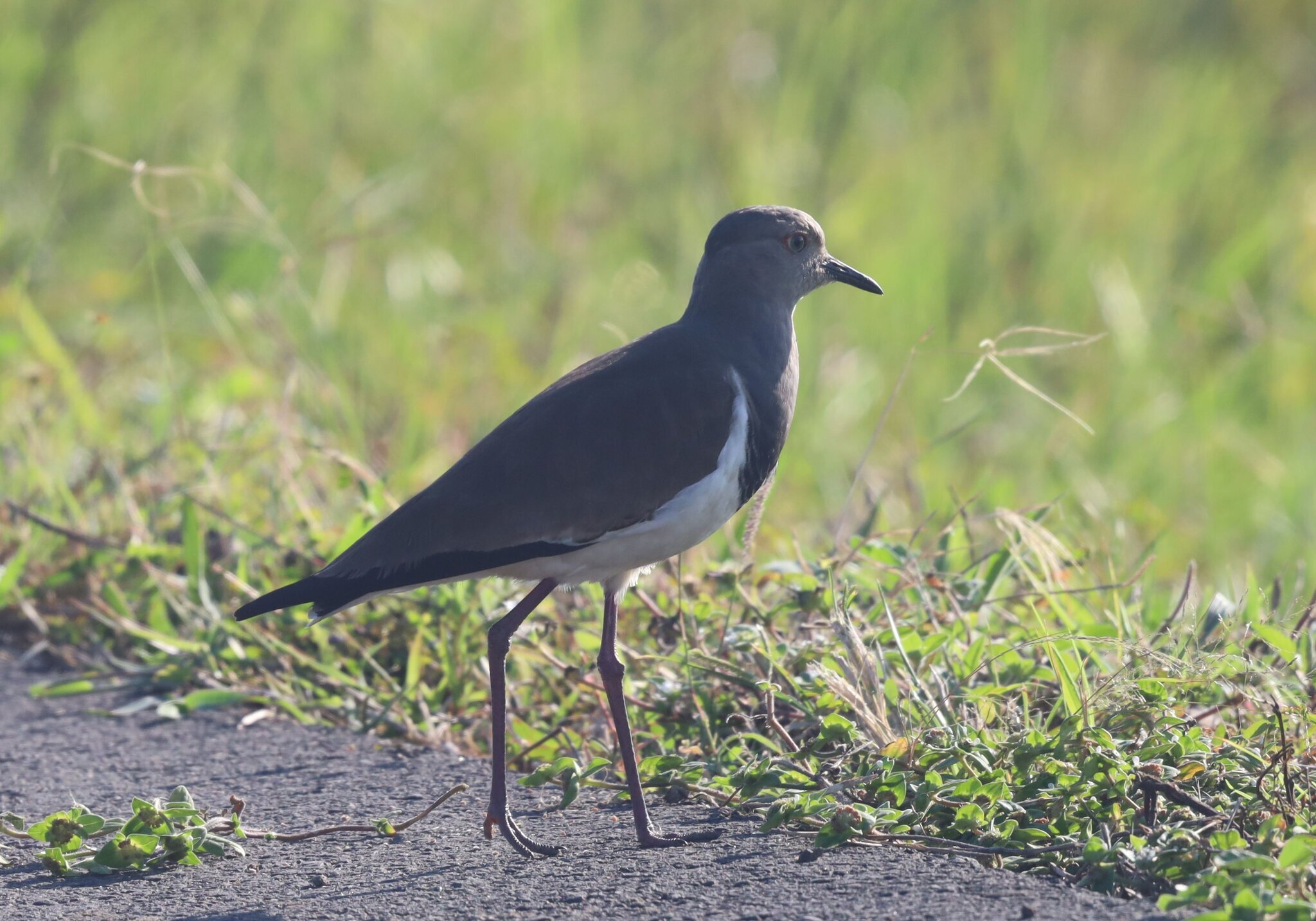 Black-winged Lapwing (Vanellus melanopterus), photo 5