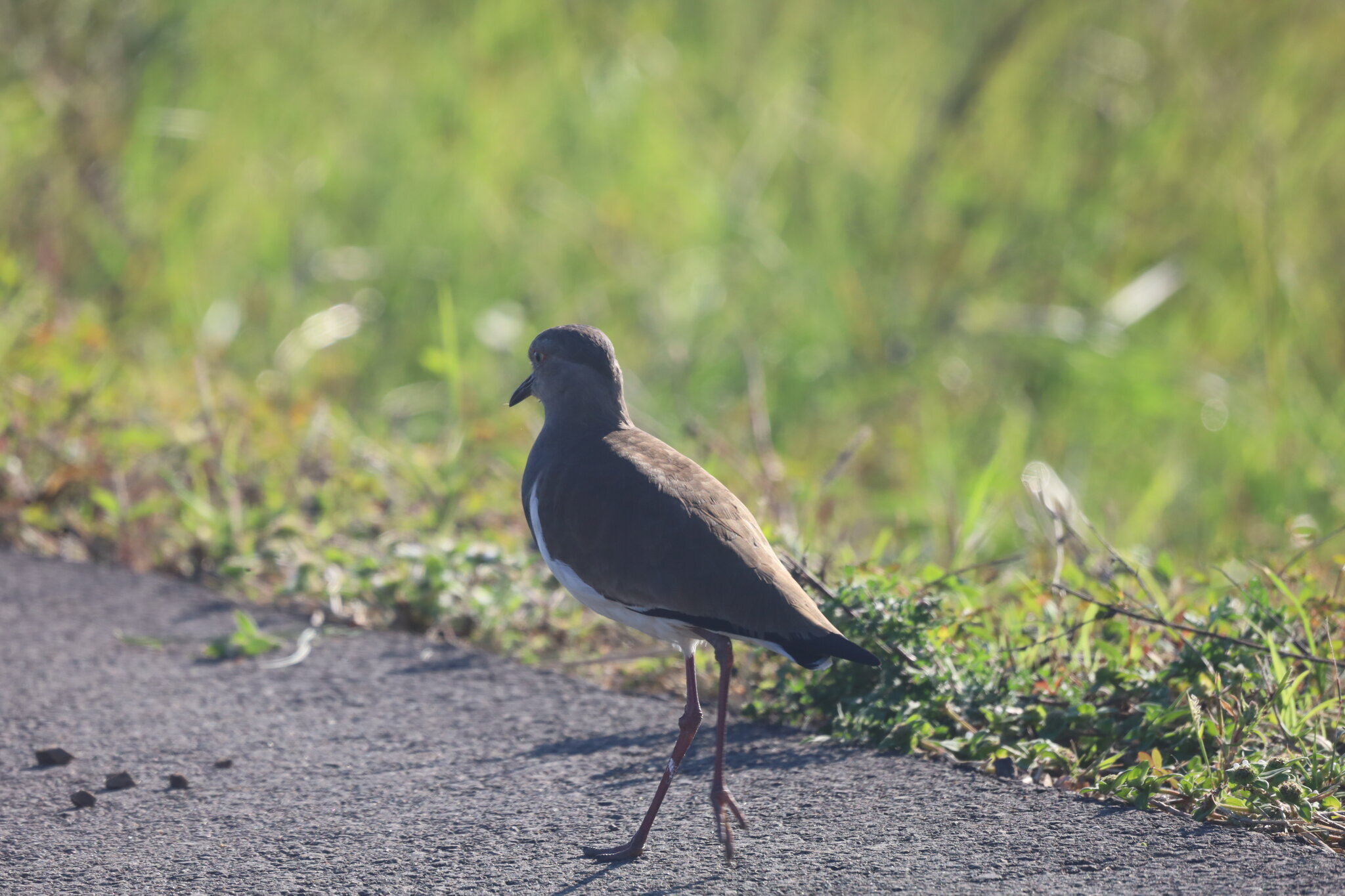 Black-winged Lapwing (Vanellus melanopterus), photo 6