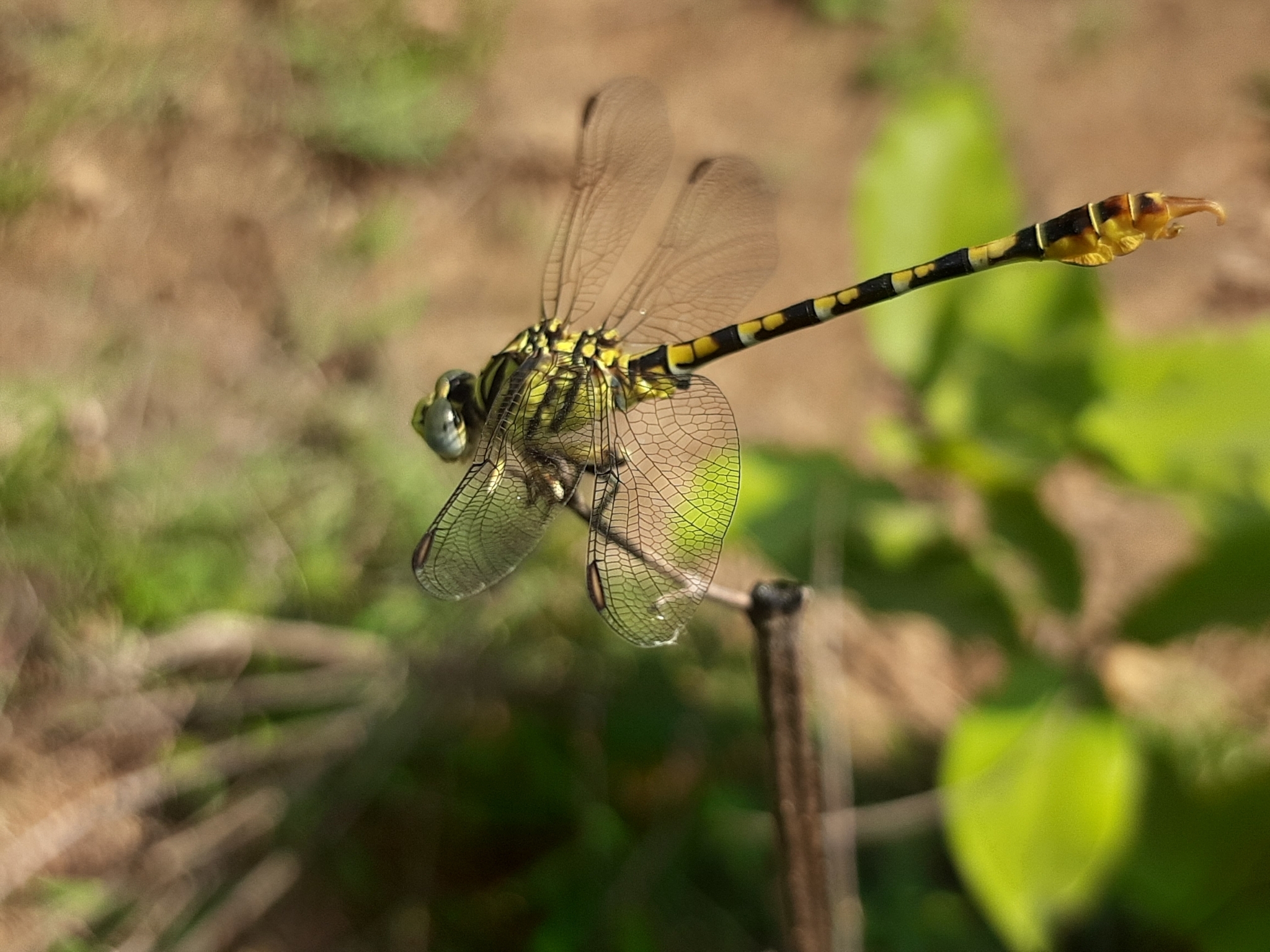 Lined Hooktail