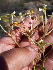 Polycarena nardouwensis