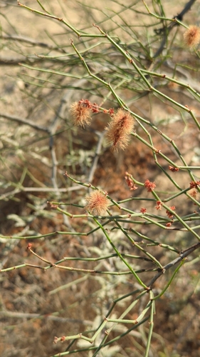 Image of Calligonum comosum by no rights reserved