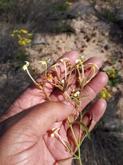 Polycarena nardouwensis