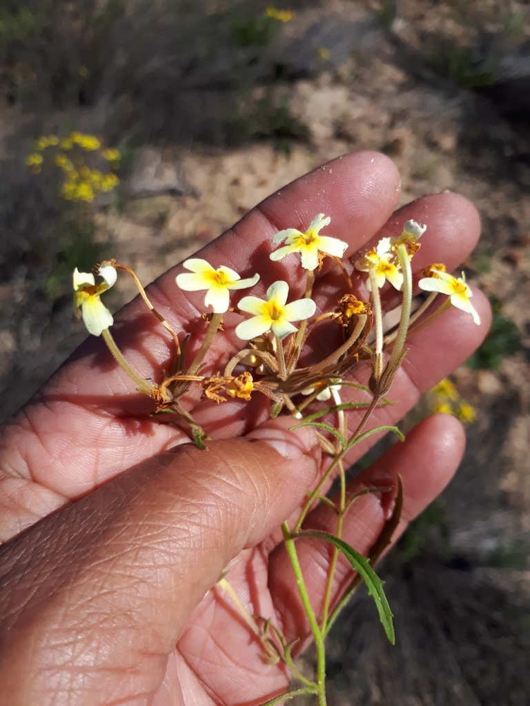 Polycarena nardouwensis