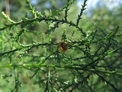 Coniatus splendidulus