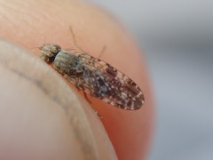 Tephritis vespertina