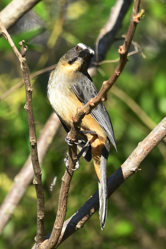 Bluish-grey Saltator (Saltator coerulescens), photo 9