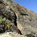 Othonna euphorbioides 3