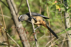 Grayish Saltator photo 2