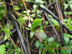 Odontochilus brevistylis