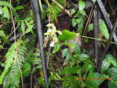 Odontochilus brevistylis
