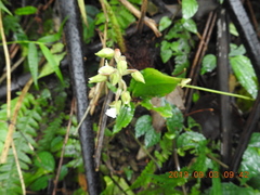 Odontochilus brevistylis