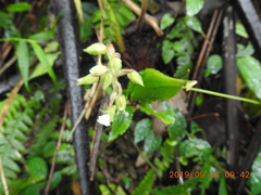 Odontochilus brevistylis