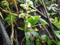 Odontochilus brevistylis