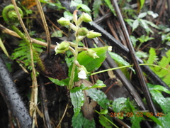 Odontochilus brevistylis