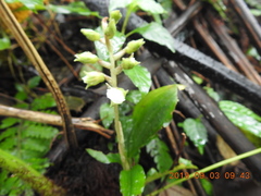 Odontochilus brevistylis