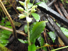 Odontochilus brevistylis
