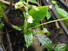 Odontochilus brevistylis