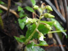 Odontochilus brevistylis