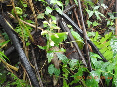 Odontochilus brevistylis