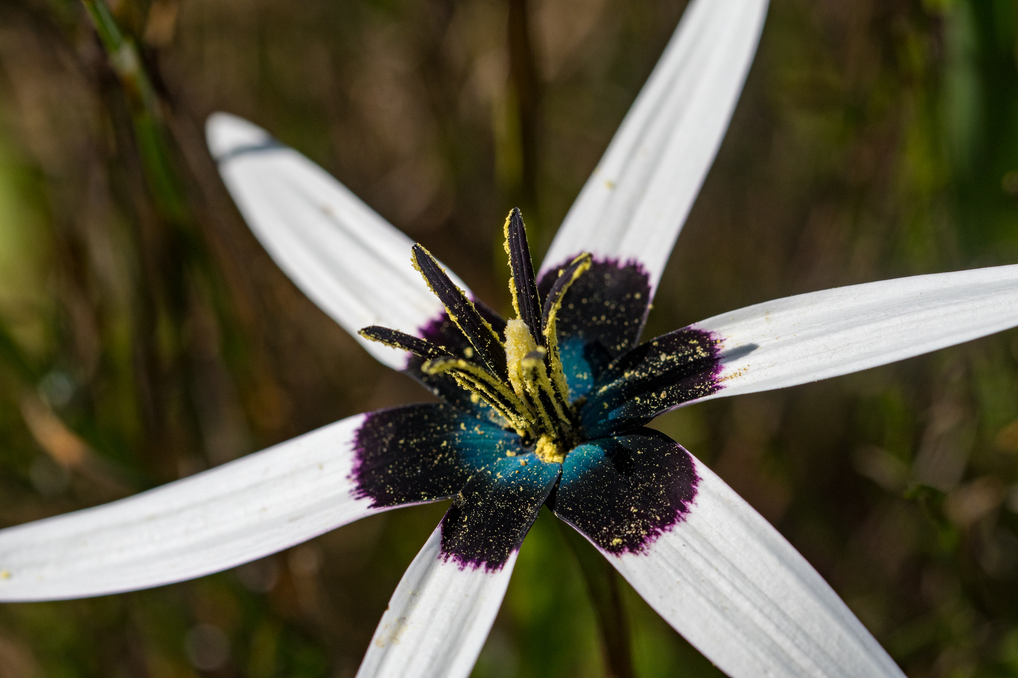 Hypoxidaceae