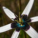 Pauridia capensis - Photo (c) magriet b, algunos derechos reservados (CC BY-SA), subido por magriet b