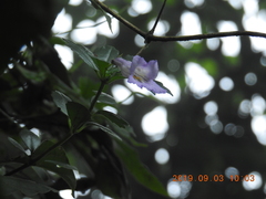 Lysionotus pauciflorus