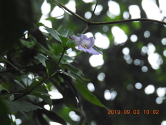 Lysionotus pauciflorus