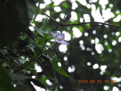 Lysionotus pauciflorus