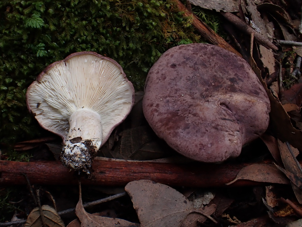 Leucopaxillus lilacinus