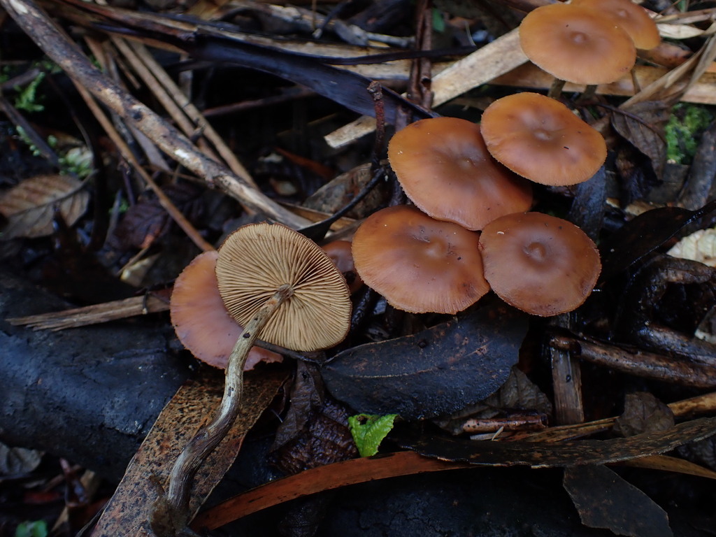Galerina patagonica · May 2025 · photo: © oqt (iNaturalist, cc-by)