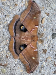 Antheraea polyphemus