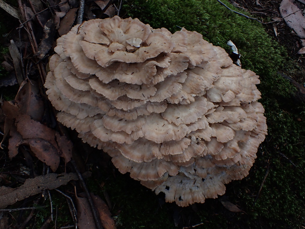 Ryvardenia campyla · May 2025 · photo: © oqt (iNaturalist, cc-by)