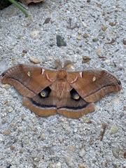 Antheraea polyphemus