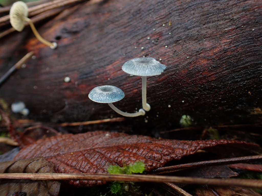 Mycena interrupta · May 2025 · photo: © oqt (iNaturalist, cc-by)