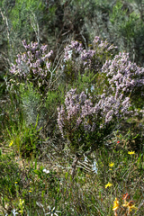 Erica paniculata