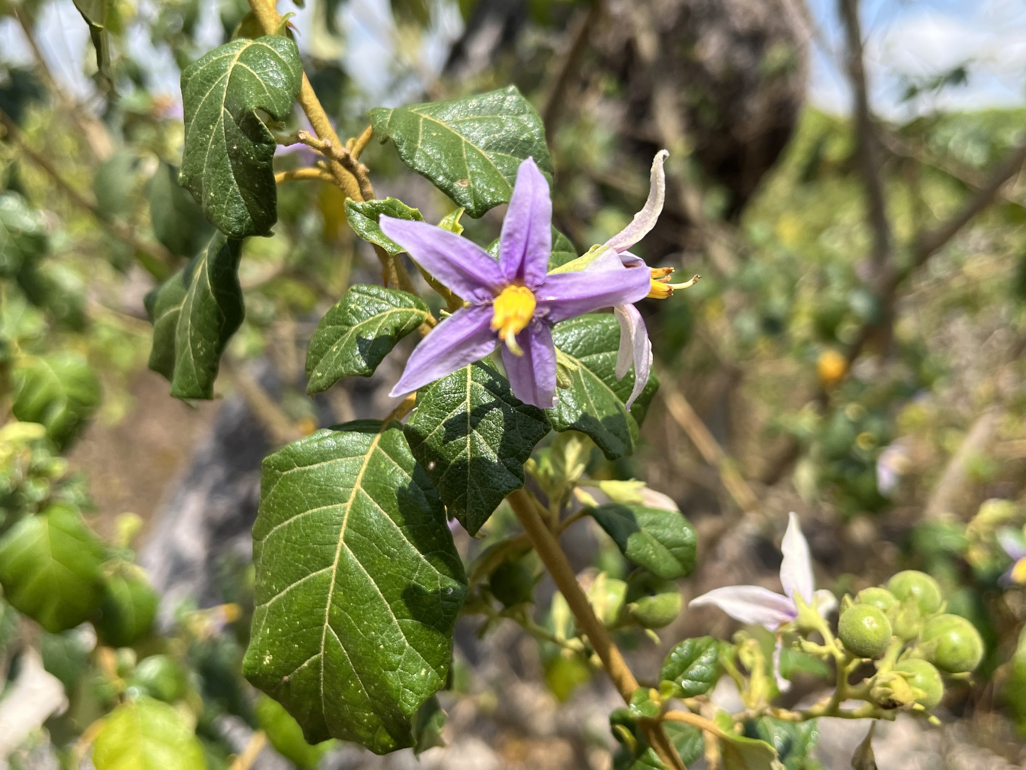 Solanum paludosum