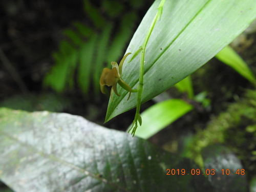 Image of Bhutan Widelip Orchid (Liparis bootanensis) by (c) fagushayata, some rights reserved (CC BY-SA)