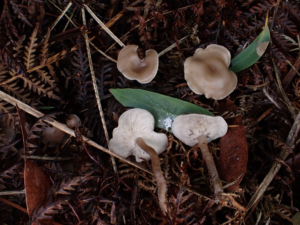 Pseudolyophyllum brunneoceraceum · May 2025 · photo: © oqt (iNaturalist, cc-by)