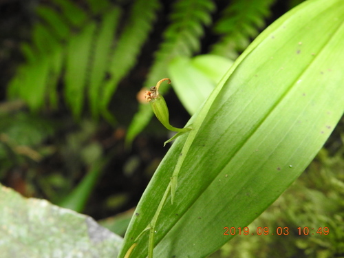 Image of Liparis bootanensis by (c) fagushayata, some rights reserved (CC BY-SA)