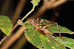 Cardiodactylus guttulus