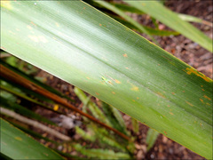 Viridictyna kikkawai