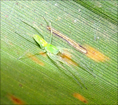 Viridictyna kikkawai